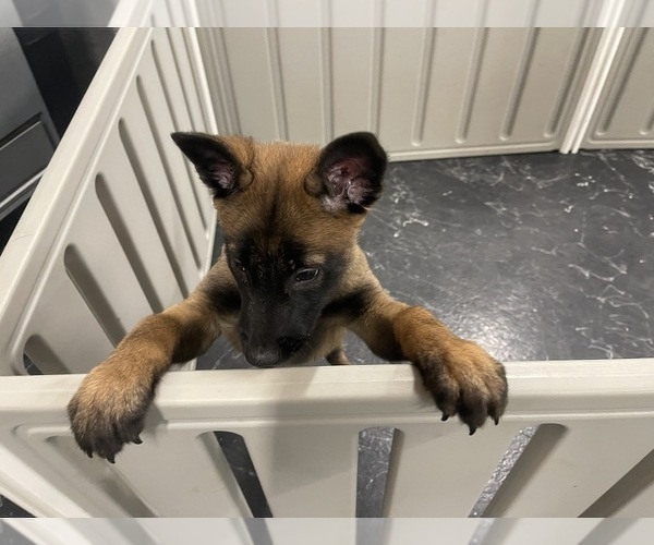 Medium Photo #16 Belgian Malinois Puppy For Sale in REESEVILLE, WI, USA