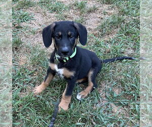 Medium German Shepherd Dog Mix