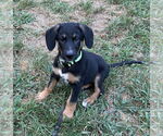 Small German Shepherd Dog Mix