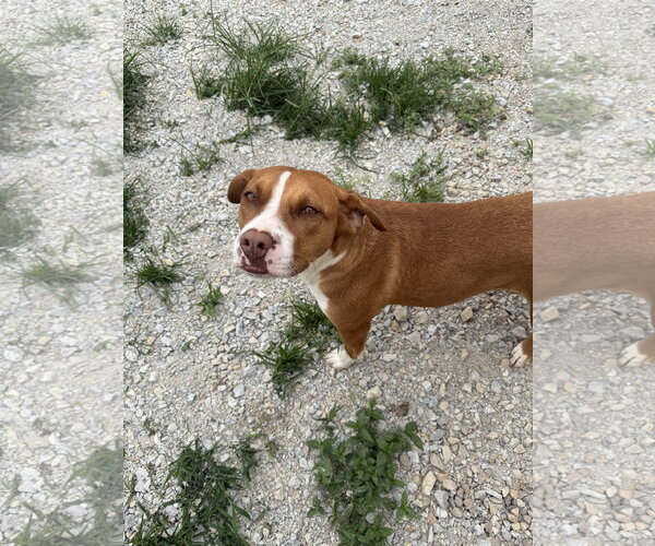 Medium Photo #4 American Pit Bull Terrier-Unknown Mix Puppy For Sale in Corning, AR, USA