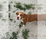 Small #3 American Pit Bull Terrier Mix