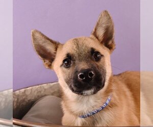 Australian Shepherd-Chihuahua Mix Dogs for adoption in Sheridan, CO, USA
