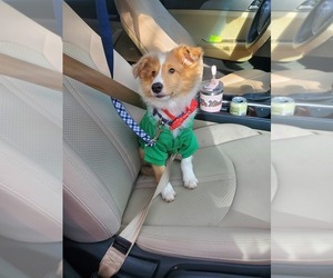 Shetland Sheepdog Puppy for sale in FLOWERY BRANCH, GA, USA