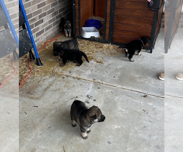 Medium Photo #6 Gerberian Shepsky Puppy For Sale in SCOTTSVILLE, KY, USA