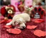 Small Photo #19 Goldendoodle (Miniature) Puppy For Sale in HALTOM CITY, TX, USA