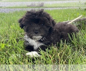 Havanese Puppy for sale in CANOGA, NY, USA