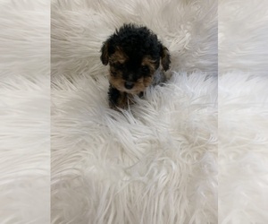 Cockapoo Puppy for sale in MORGANTON, NC, USA