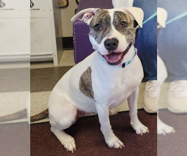Medium Photo #3 American Pit Bull Terrier-Unknown Mix Puppy For Sale in Clarkston, MI, USA