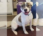 Small #2 American Pit Bull Terrier Mix