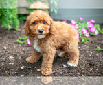 Small #4 Poodle (Miniature)