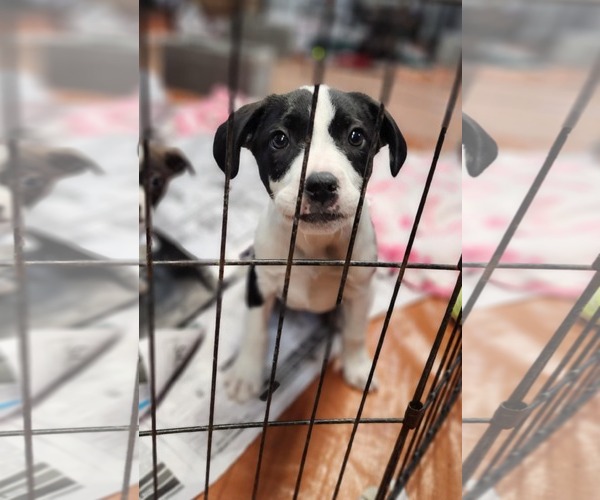 Medium Photo #4 Borador Puppy For Sale in SHERBURNE, NY, USA