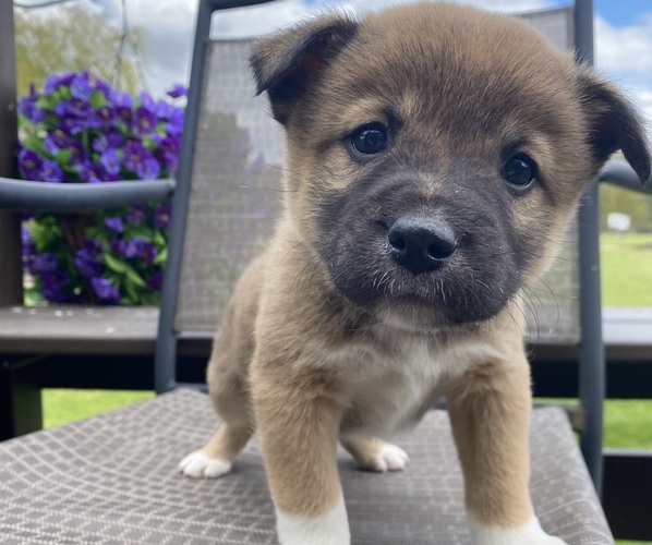 Medium Photo #2 Alaskan Husky-Border Collie Mix Puppy For Sale in RICHMOND, MI, USA