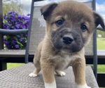 Small #1 Alaskan Husky-Border Collie Mix