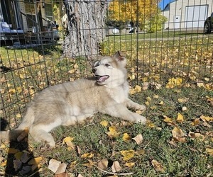 Alusky Puppy for sale in THAYNE, WY, USA