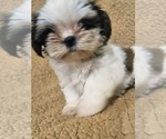 Small #2 Shih Tzu