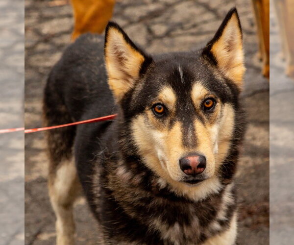 Medium Photo #5 Siberian Husky-Unknown Mix Puppy For Sale in Canton, CT, USA