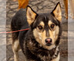Small #4 Siberian Husky Mix