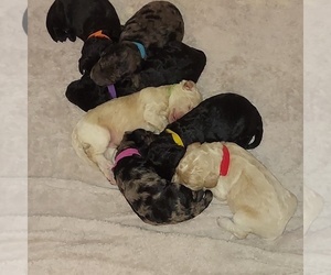 Labradoodle-Poodle (Miniature) Mix Dog for Adoption in DELTONA, Florida USA