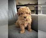 Small Photo #2 Goldendoodle (Miniature) Puppy For Sale in NORTH VERNON, IN, USA