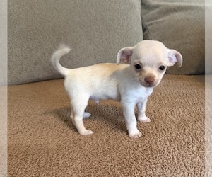 Chihuahua Puppy for sale in HUBERT, NC, USA