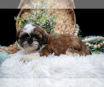 Puppy Claire Shih Tzu