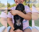 Small #2 Miniature Bernedoodle