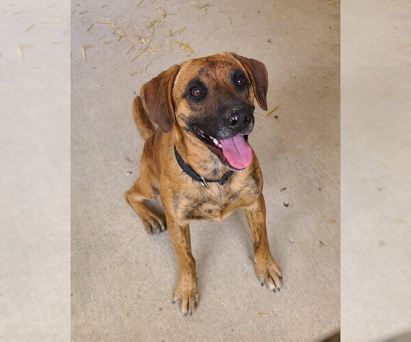 Medium Photo #3 Boxer-Mountain Cur Mix Puppy For Sale in Woodsfield, OH, USA