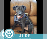 Small #11 Labrador Retriever Mix