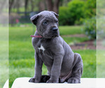 Small #1 Cane Corso