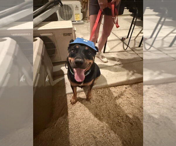 Medium Photo #14 Rottweiler Puppy For Sale in Gilbert, AZ, USA