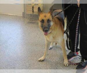 German Shepherd Dog Dogs for adoption in Palmetto, FL, USA