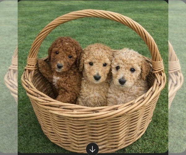 Medium Photo #1 Poodle (Standard) Puppy For Sale in REDKEY, IN, USA