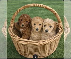 Poodle (Standard) Puppy for sale in REDKEY, IN, USA