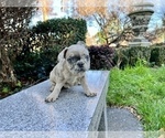 Small Photo #252 French Bulldog Puppy For Sale in HAYWARD, CA, USA