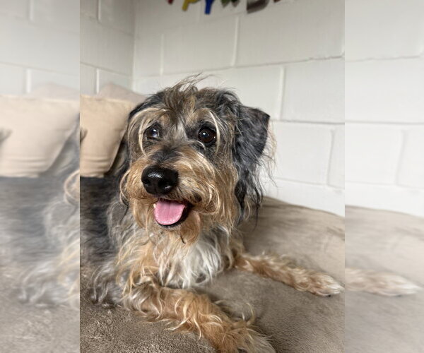 Medium Photo #3 Mutt Puppy For Sale in San Leon, TX, USA