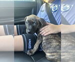 Small American Pit Bull Terrier-Chihuahua Mix