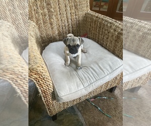 Pug Puppy for sale in MONTEREY, CA, USA