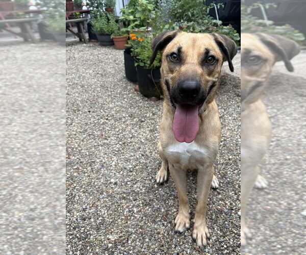 Medium Photo #4 Mutt Puppy For Sale in Springdale, PA, USA