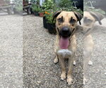Small #3 Mutt