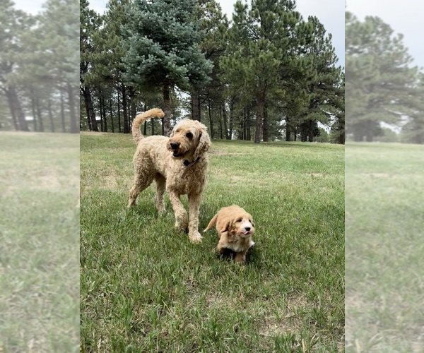 Medium Photo #19 Goldendoodle (Miniature) Puppy For Sale in ELBERT, CO, USA