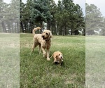 Small #18 Goldendoodle (Miniature)