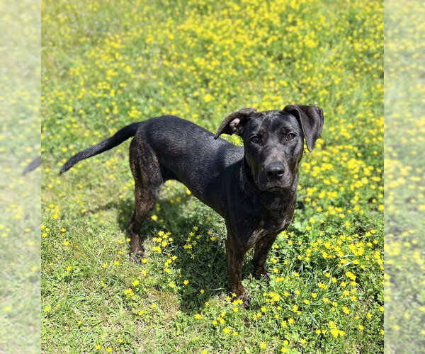 Medium Photo #1 Labrador Retriever Puppy For Sale in Bryant, AR, USA