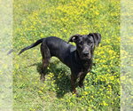 Small Labrador Retriever