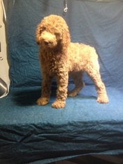 Poodle (Standard) Puppy for sale in GRAY, LA, USA