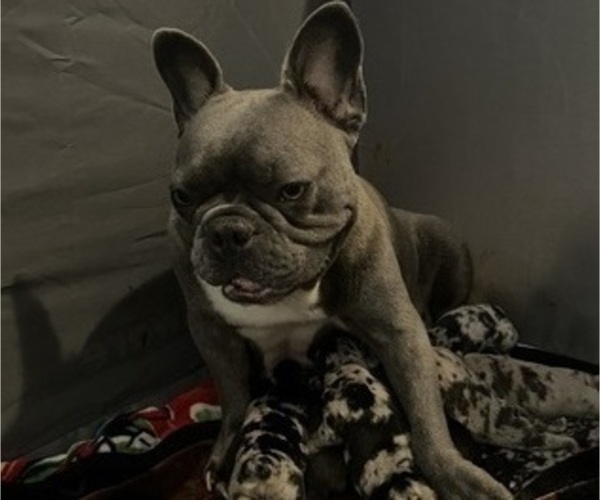 Medium Photo #6 French Bulldog Puppy For Sale in OCALA, FL, USA
