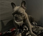 Small #5 French Bulldog