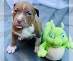Small Photo #2 American Pit Bull Terrier Puppy For Sale in ABERDEEN, SD, USA