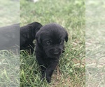 Small Photo #3 Labrador Retriever Puppy For Sale in SOLON, IA, USA