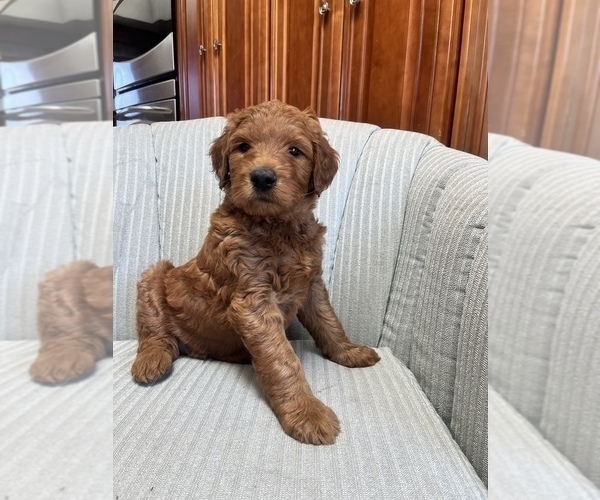 Medium Photo #1 Goldendoodle Puppy For Sale in ANTWERP, NY, USA