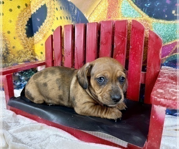 Medium Photo #25 Dachshund Puppy For Sale in CASSVILLE, MO, USA
